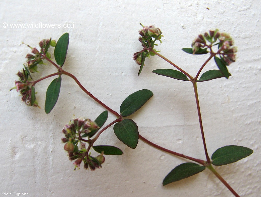 Euphorbia lasiocarpa